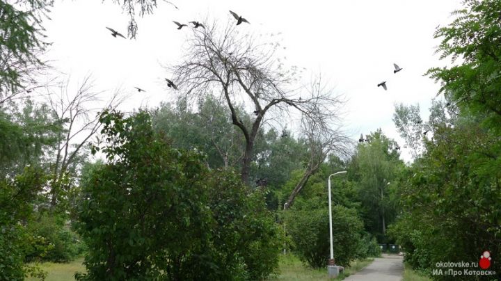 В Котовске вырубают ясени, пораженные вредителем