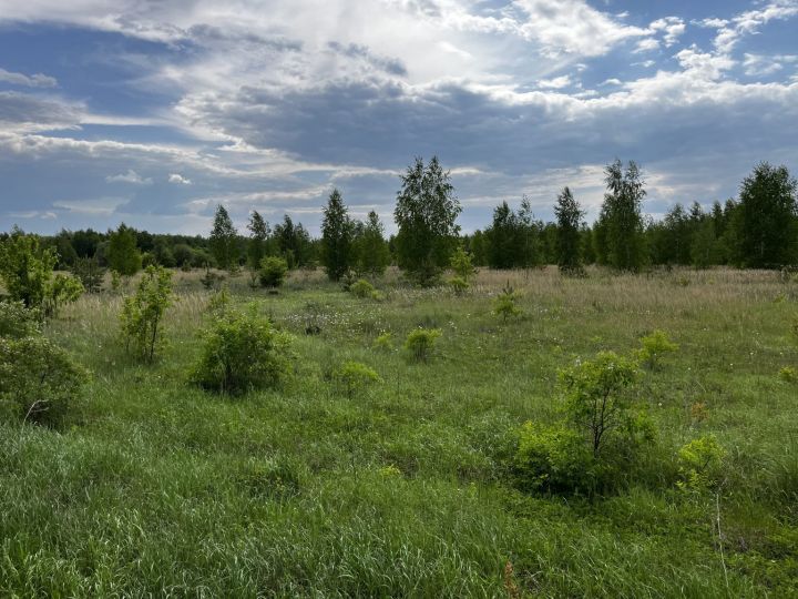 В Бондарском районе 800 га земель сельхозназначения заросли сорняками 