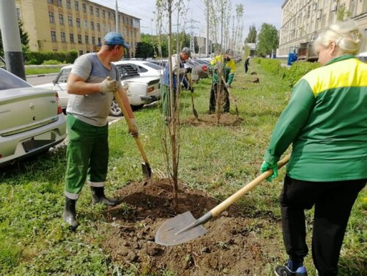 В Тамбове планируют посадить около тысячи деревьев