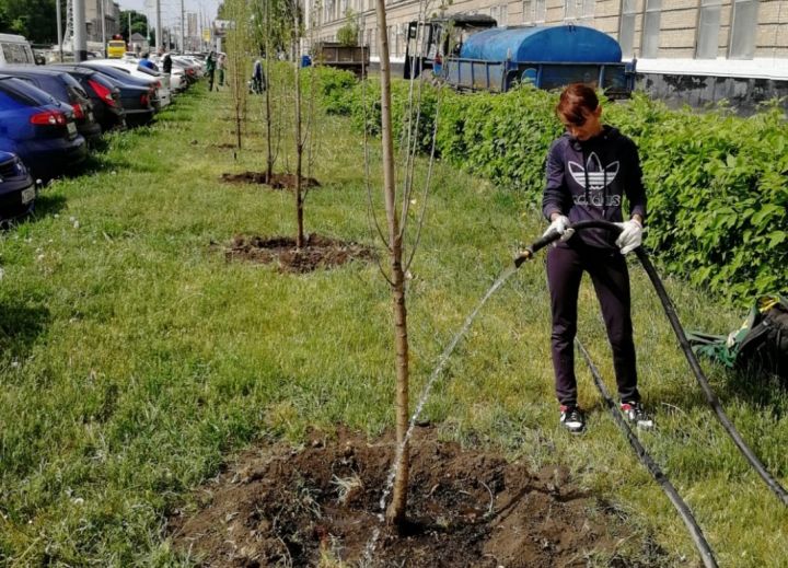 На полив цветов и деревьев в Тамбове каждый день тратят 100 кубометров воды 