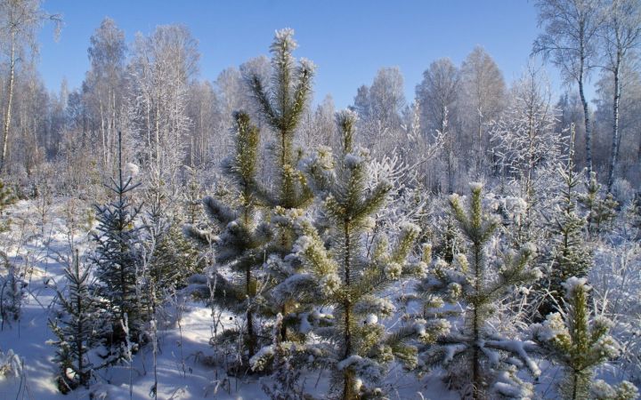 Тамбовские лесоводы заготовят 30 тысяч новогодних деревьев