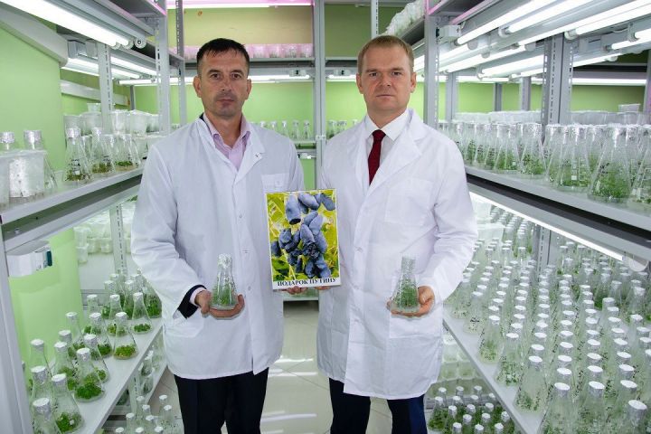 Мичуринские ученые создали сорт жимолости, который назвали «Подарок Путину» 