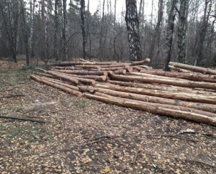 В Жердевском лесничестве самоуправство бывшего директора привело к уничтожению более 180 деревьев