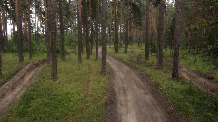 Бощевский лес под Тамбовом хотят спасти от вырубки 