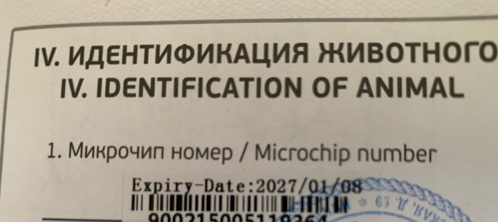На Тамбовщине ввели обязательное чипирование и регистрацию собак