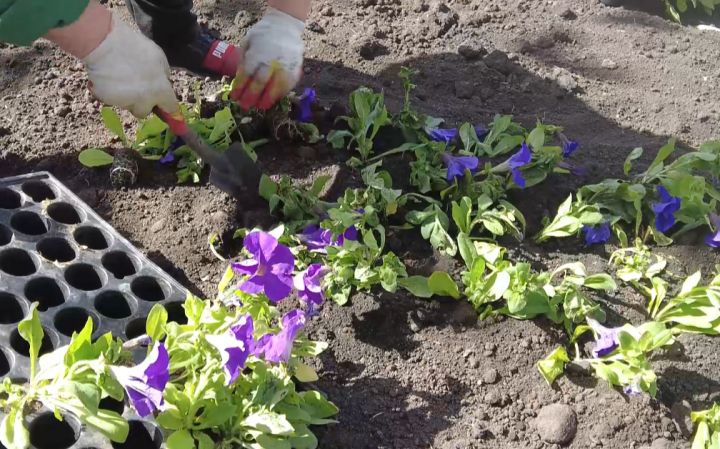В городе начали высаживать цветы 